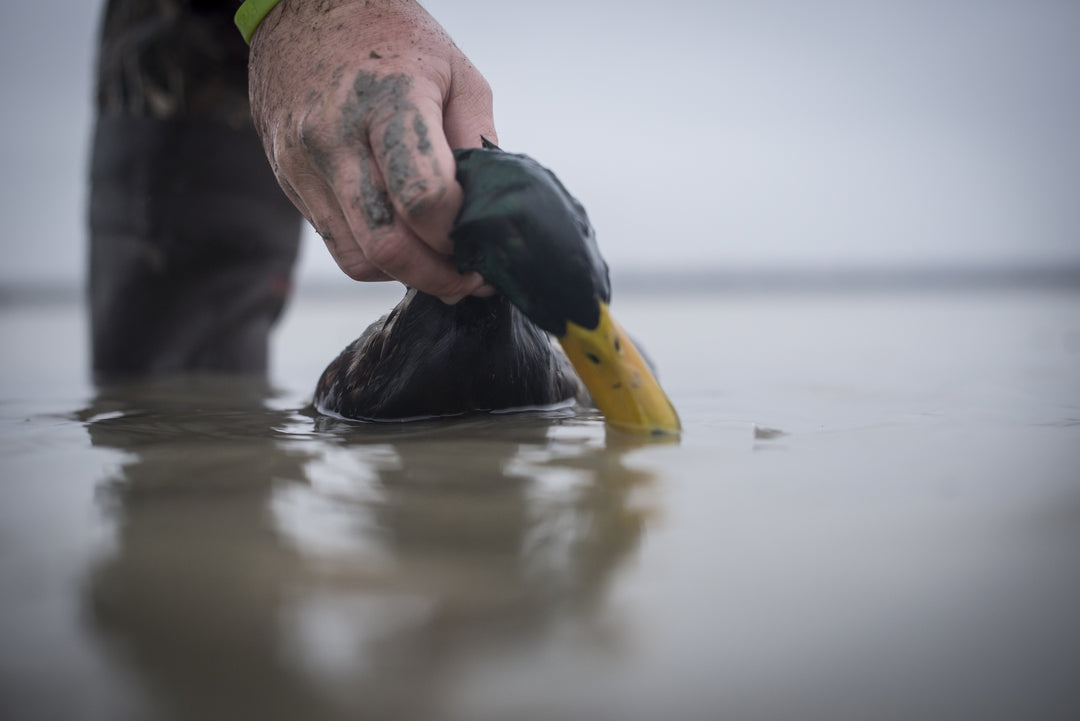 Top 10 Ducks for Eating