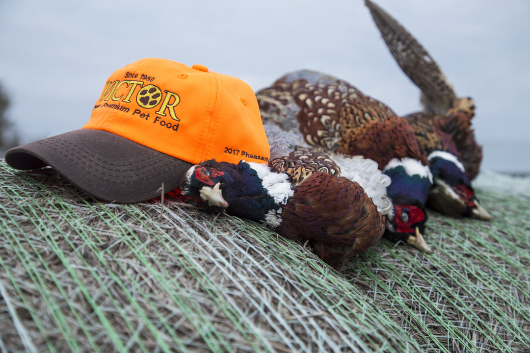 Pheasant Hunting with Victor Dog Food