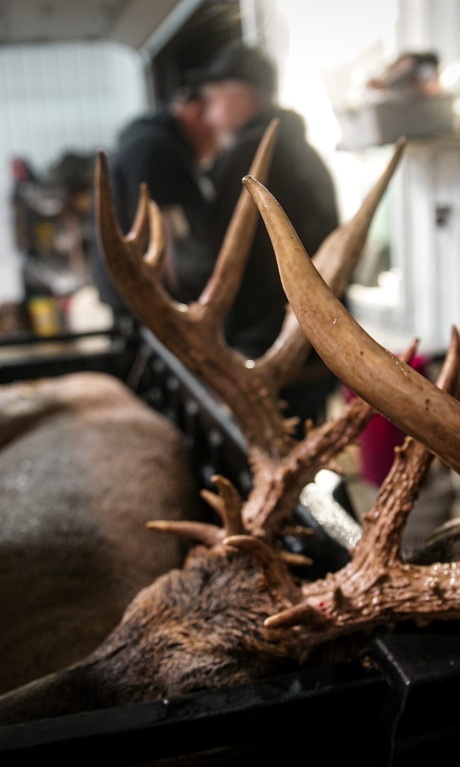 Deer Calls